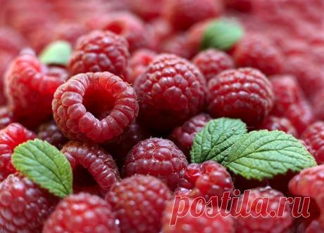 Домашнее малиновое: Игорь Николаев пел о нём, а мы научим тебя его готовить — Копилочка полезных советов