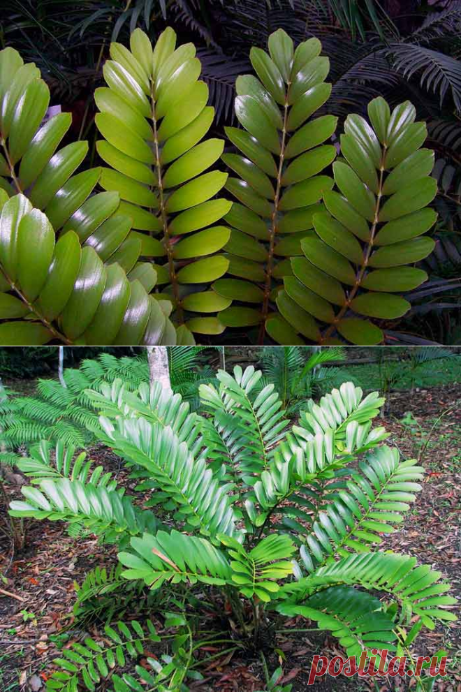 Замия – древний выходец из субтропиков Америки