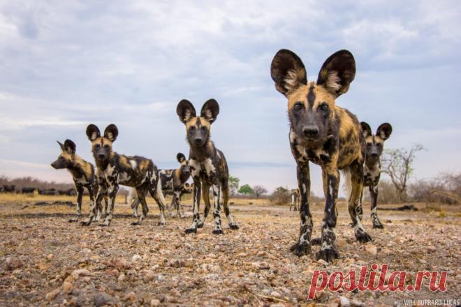 African Wild Dogs | Photos Pictures Images