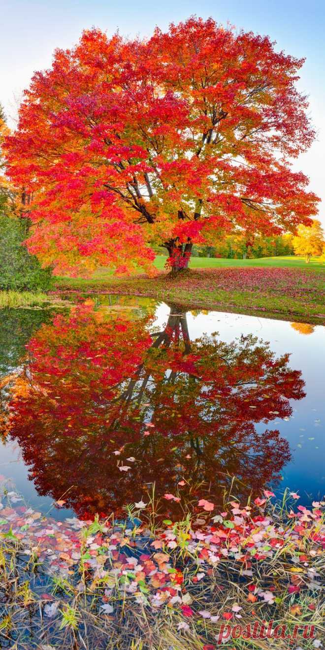 Autumn - Maple Reflections, Michigan (Igor Menaker, Fine Art Photography) | RubyHeart ♡ приколол(а) это к доске Autumnal Splendor