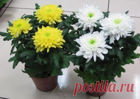 Хризантема. Комнатная. Уход | Комнатные растения и садовые цветы