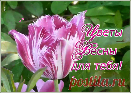 Чудесная открытка с тюльпаном
