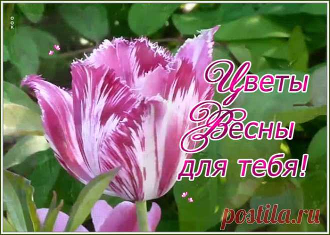 Чудесная открытка с тюльпаном