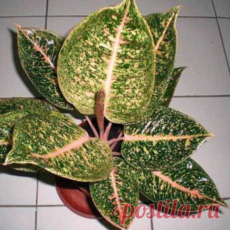 Комнатное растение Аглаонема (Aglaonema). Все виды и разновидности аглаонем выращивают ради их кожистых блестящих листьев. Цветение в комнатных условиях происходит редко. После цветения на растении появляются красные ягоды, которые смотрятся чрезвычайно декоративно. Высота аглаонем в домашних условиях может достигать 1,5 м. Размножение производят верхушечными черенками или делением куста. Аглаонемы достаточно теплолюбивы и не выносят ни дыма. ни сквозняков. Обычно их выращивают в низких горшках.