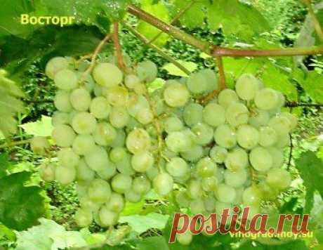 Формировка косого кордона