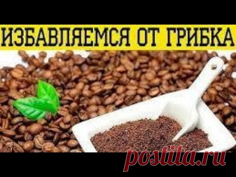 ОЧИСТКА ОТ ГРИБКОВ ПРИ ПОМОЩИ СИМБИОНТОВ И  КАК ДЕЛАТЬ12.12.17