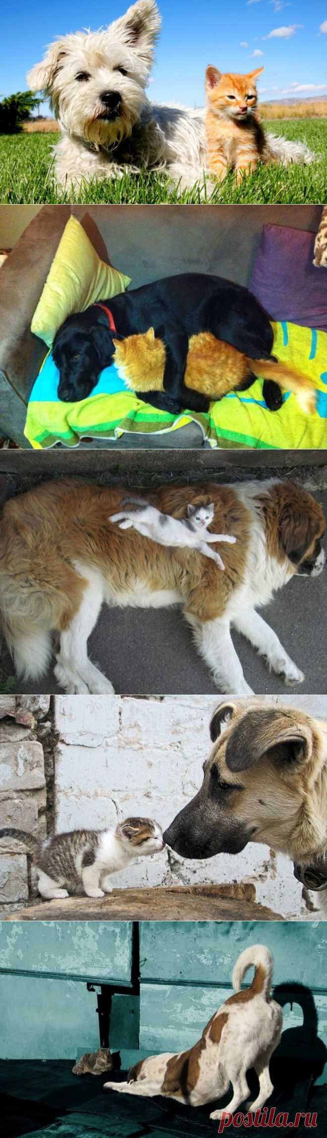 Дружба кошек и собак / Питомцы