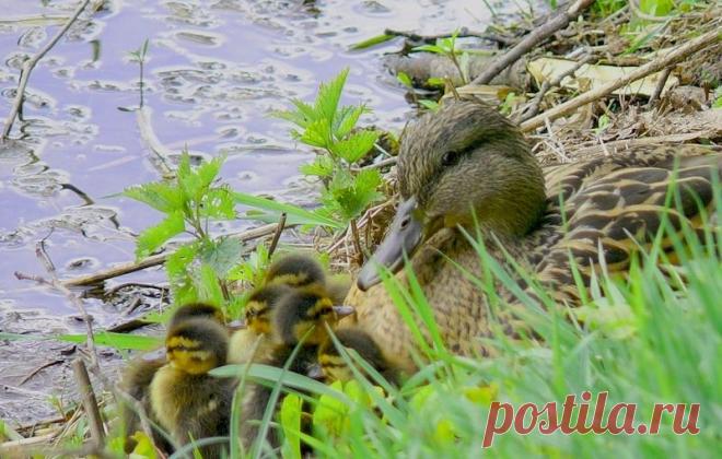 К речке уточка идёт,за собой утят ведёт.