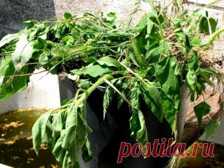 Готовим зелёное удобрение, или Как полюбить сорняки. Рецепт травяной бродилки, нормы внесения, фото — Ботаничка.ru