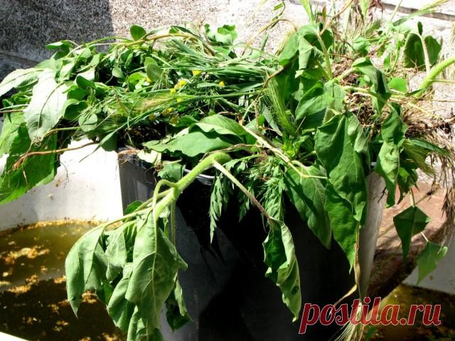 Готовим зелёное удобрение, или Как полюбить сорняки. Рецепт травяной бродилки, нормы внесения, фото — Ботаничка.ru