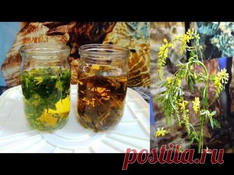 Донник 🌾 желтый - простой и ферментированный, в народной и официальной медицине.