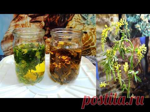 Донник 🌾 желтый - простой и ферментированный, в народной и официальной медицине.