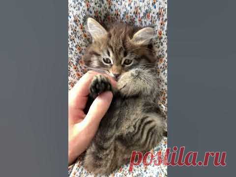 ЧТО ЗА ЧУДО НЕЗЕМНОЕ. #shorts #кошки #cats #питомцы #pets