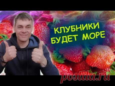 ПОДКОРМКА КЛУБНИКИ ВЕСНОЙ ДЛЯ БОЛЬШОГО УРОЖАЯ🍓🍓🍓 Как выращивать клубнику.