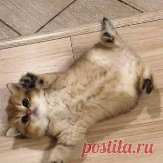 (83) Facebook