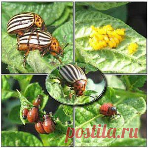 Борьба с колорадским жуком | Дача - впрок