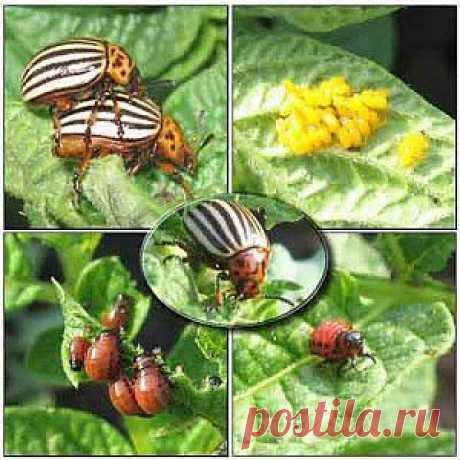 Борьба с колорадским жуком | Дача - впрок