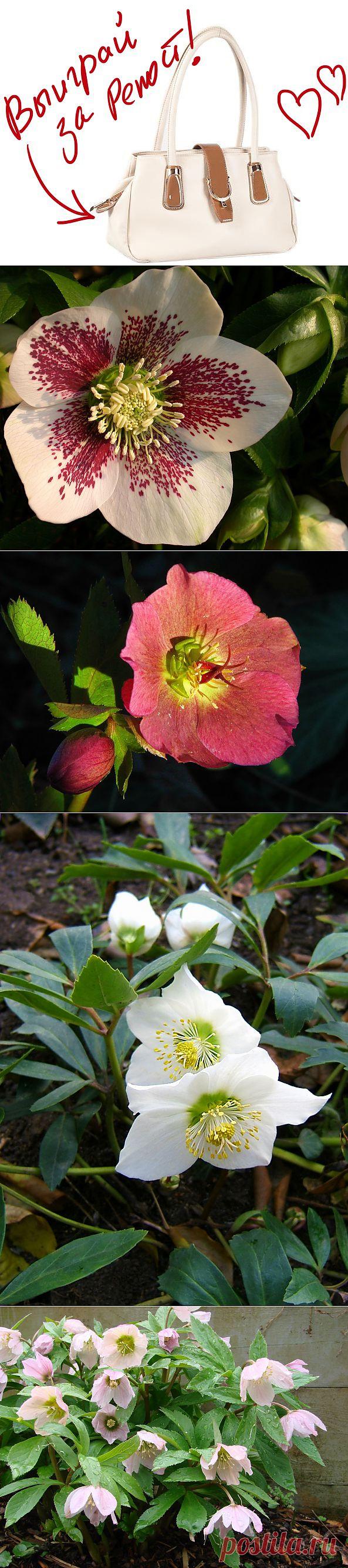 Морозник - цветок зимы. Выиграйте стильную сумку от интернет-магазина Клуб Красоты, разместив любой пост с сайта 7dach.ru в Постиле. Чем больше постов - тем выше шансы. Розыгрыш состоится в понедельник, 16 декабря. В акции участвуют все посты, которые содержат этот текст и фото сумки!