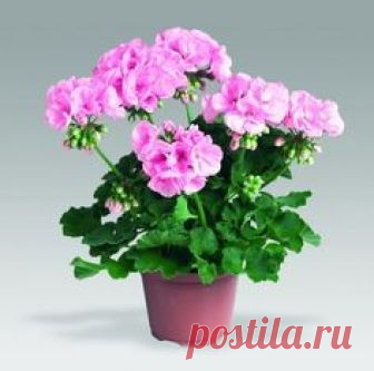 Как вырастить шикарную герань