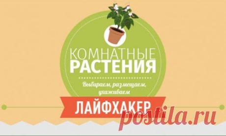 ИНФОГРАФИКА: Комнатные растения. Выбираем, размещаем, ухаживаем - Лайфхакер