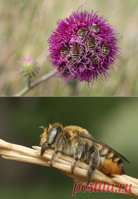 Как спят пчелы. Удивительные фотографии мира живой природы!