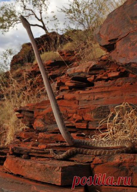 Stimson's Python (Antaresia stimsoni) | Flickr - Photo Sharing!