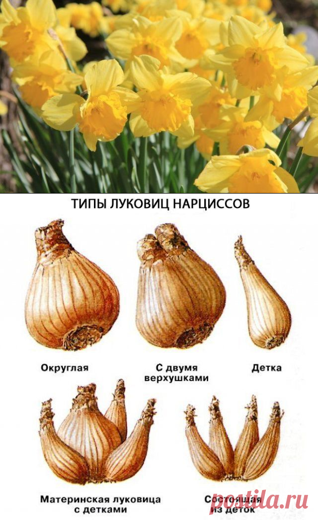 Нарциссы: раскрываем секреты обильного цветения | В цветнике (Огород.ru)