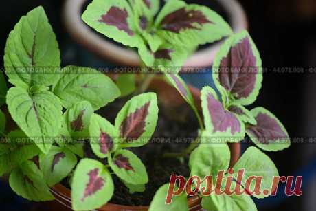 Колеус Стоковое фото, фотограф Ilaronsia / Фотобанк Лори