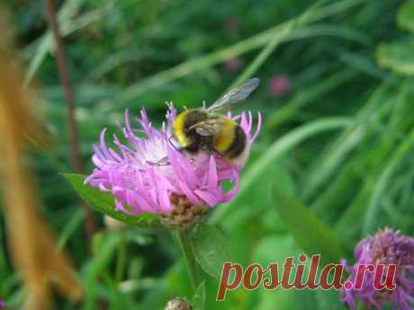 Лето | Фотографии Ксюша Ксюшина | 201 фото