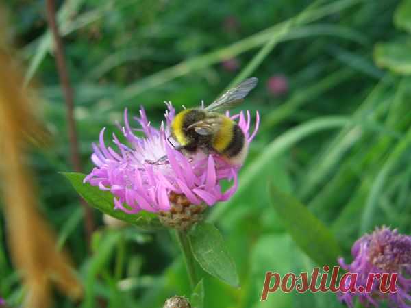 Лето | Фотографии Ксюша Ксюшина | 201 фото