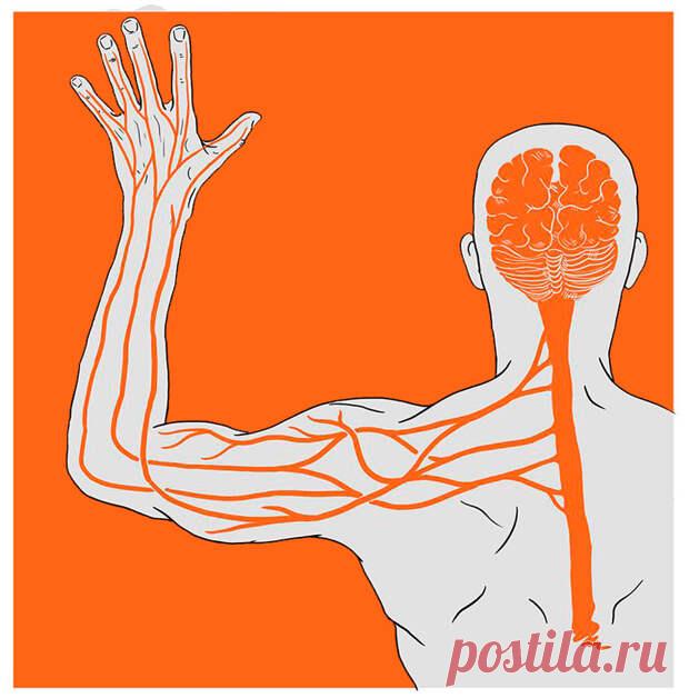Восточная практика самооздоровления
Эта техника улучшает циркуляцию по меридиональным каналам, массируя основные энергетические точки и внутренние органы, а также расслабляя мышцы, сухожилия и суставы. Это простой, но эффективный метод расслабления и профилактики заболеваний.          Самый большой первый импульс, когда есть боль и страдание, — это протянуть руку и коснуться, чтобы помочь. У древних людей этот импульс был преобразован […]
Читай пост далее на сайте. Жми ⏫ссылку выше