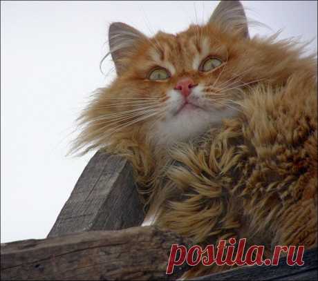 Кошляндия | Приколисты в картинках