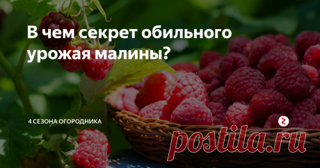 В чем секрет обильного урожая малины? Практические рекомендации опытных садоводов.
