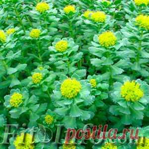 Родиола розовая: настойка, экстракт, применение корня