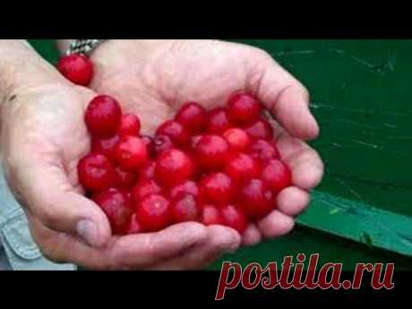 Диета при подагре на ногах, питание при подагре, меню | Хватит болеть - портал о здоровье