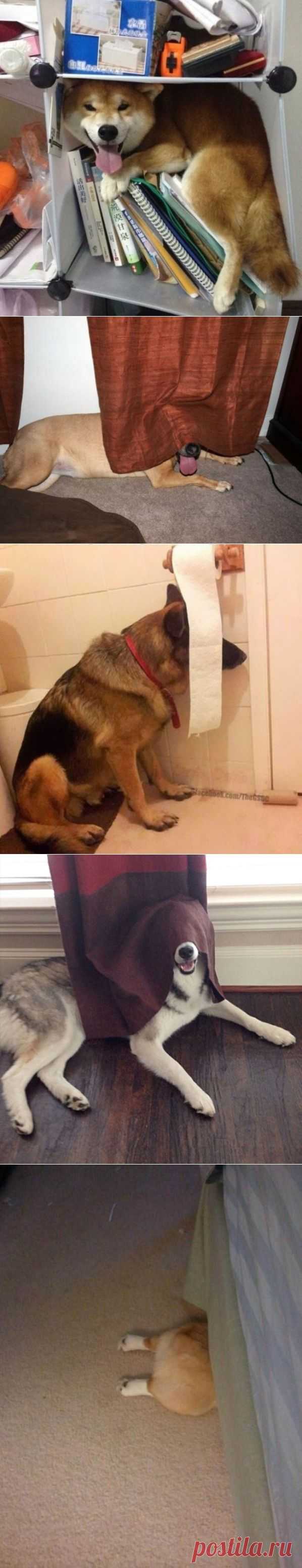 Собаки думающее что отлично спрятались - 11 Февраля 2015 - Интересный факт