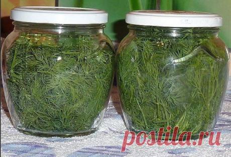 • Вкусные рецепты • Кулинария Хранение укропа без заморозки