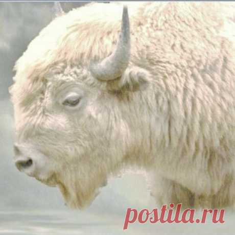 White Buffalo, American Indians predicted white Buffalo one was born in Wisc. named Miracle.