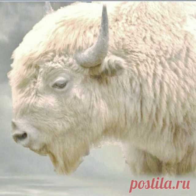 White Buffalo, American Indians predicted white Buffalo one was born in Wisc. named Miracle.
