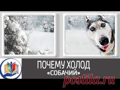 Почему холод «собачий»