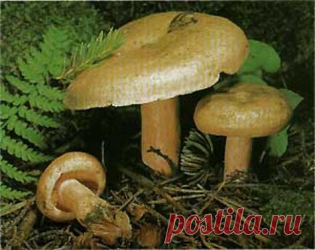 Рыжик (Lactarius deterrimus)