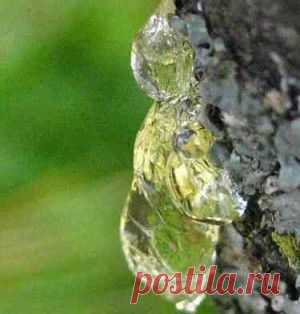 Живица — целебная смола