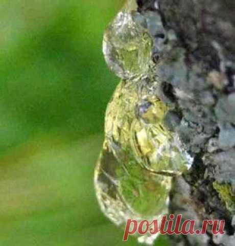 Живица — целебная смола