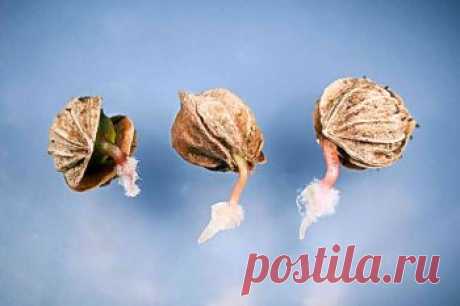 Что такое скарификация семян и как ее провести в домашних условиях | Дача - впрок