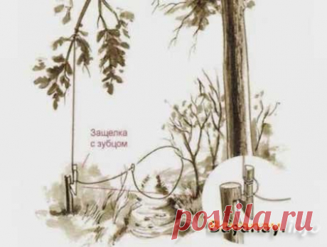 Как сделать капканы из подручных средств » Интернет-приложение журнала &quot;БАЙАНАЙ&quot;