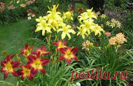 Лилейник — многолетник для занятых: посадка, уход, сорта