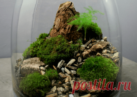 Флорариумы: виды, описание, идеи оформления ~ Planetalsad