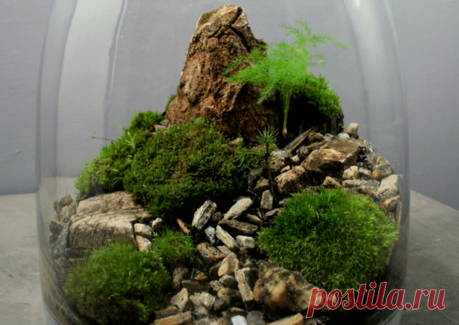 Флорариумы: виды, описание, идеи оформления ~ Planetalsad