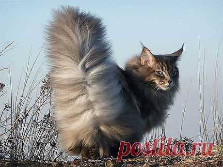 ღஐ Надежда ஐღ ♛ - Россия на Мой Мир@Mail.ru