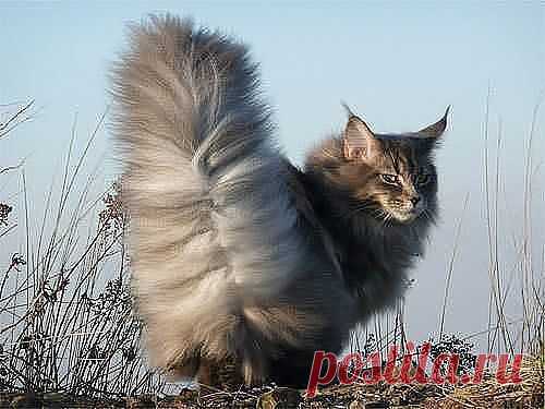 ღஐ Надежда ஐღ ♛ - Россия на Мой Мир@Mail.ru